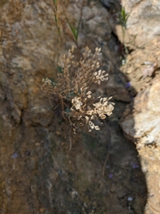 Odontarrhena obtusifolia