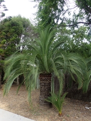 Macrozamia moorei