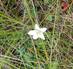 Parnassia glauca