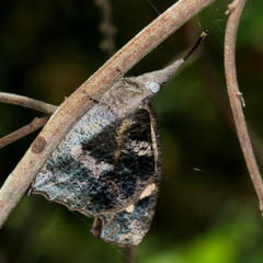 Libythea laius