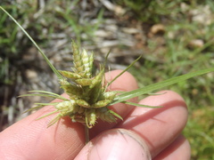Cyperus fendlerianus