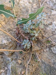 Odontarrhena obtusifolia