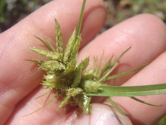 Cyperus fendlerianus