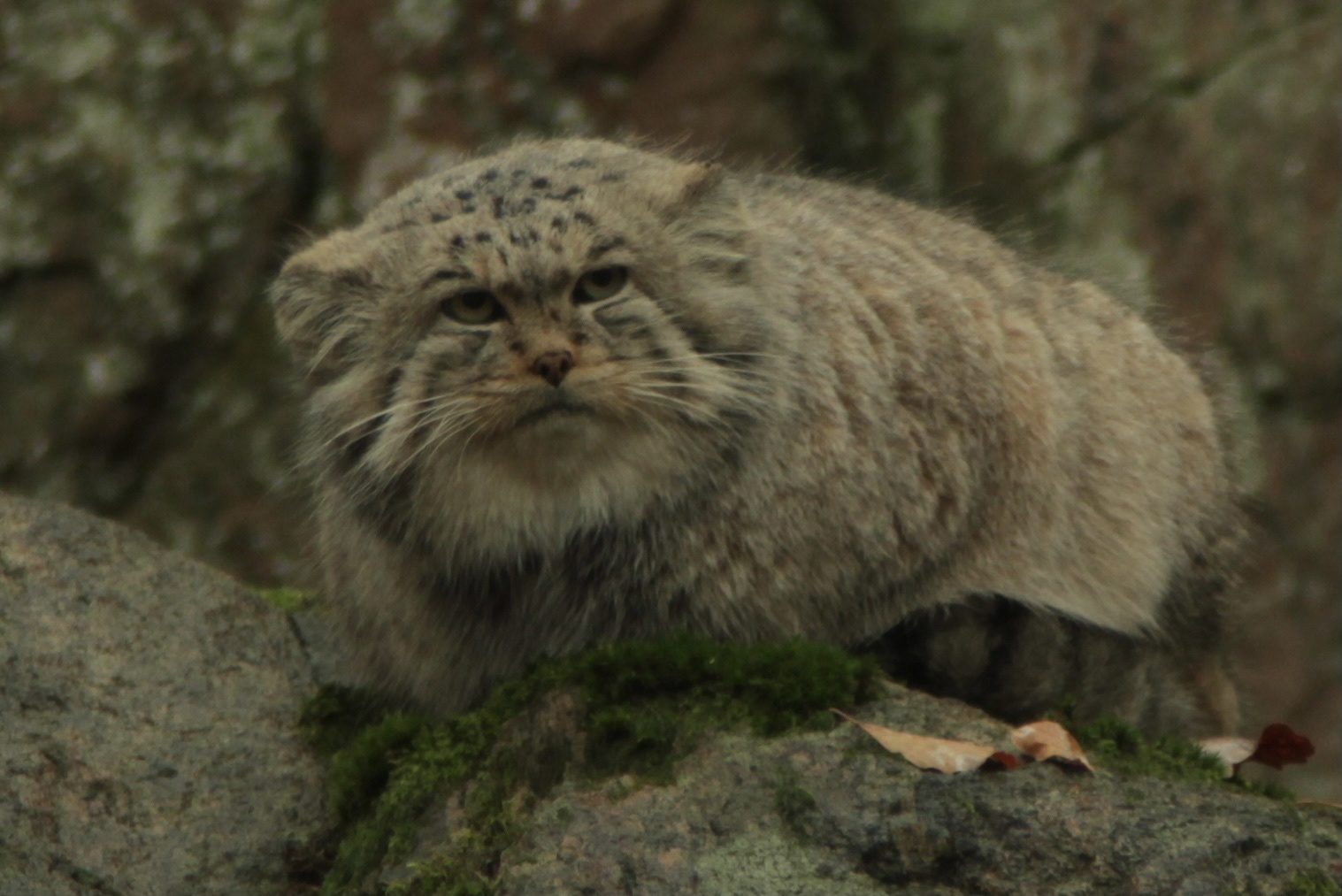 Pallas's Cat (Otocolobus manul) Classification