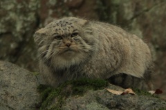 Otocolobus manul