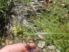 Cyperus fendlerianus