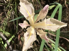 Iris fernaldii