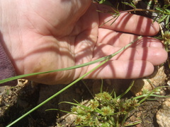 Cyperus fendlerianus