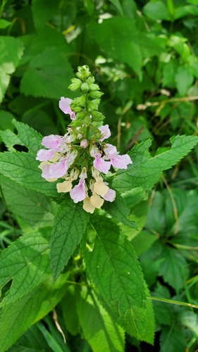 Teucrium canadense