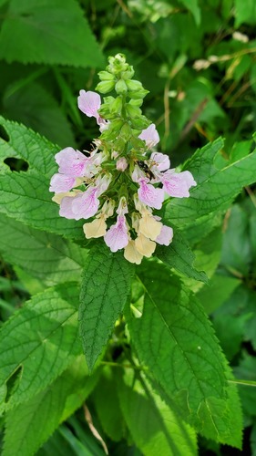 Teucrium canadense