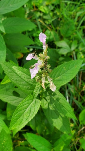 Teucrium canadense