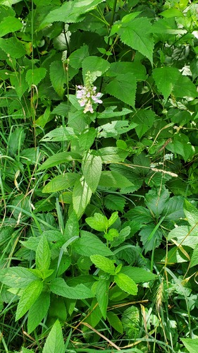 Teucrium canadense