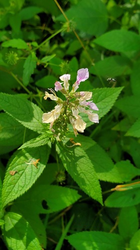 Teucrium canadense