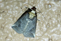 Elasmia packardii