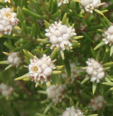 Phylica wittebergensis