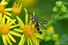 Pyropteron triannuliformis
