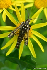 Pyropteron triannuliformis