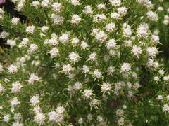 Phylica wittebergensis