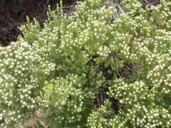 Phylica wittebergensis