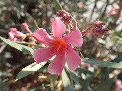Nerium oleander