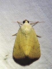 Bagisara buxea