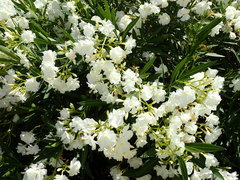 Nerium oleander