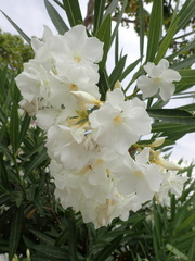 Nerium oleander
