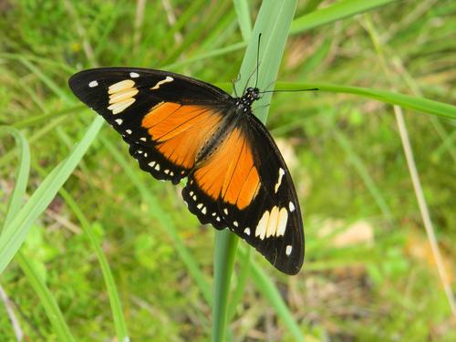 Mocker Swallowtail