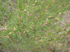 Cliffortia tuberculata