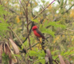 Pyrocephalus rubinus