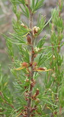 Cliffortia tuberculata