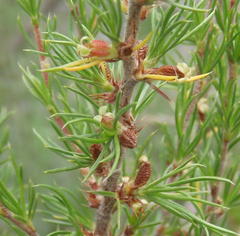 Cliffortia tuberculata