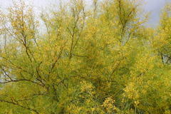 Parkinsonia aculeata