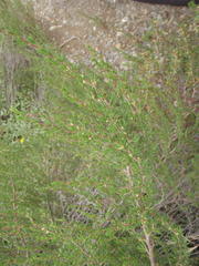 Cliffortia tuberculata