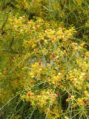 Parkinsonia aculeata