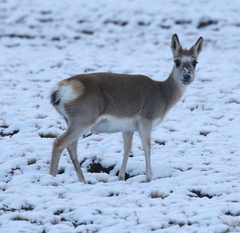 Procapra picticaudata