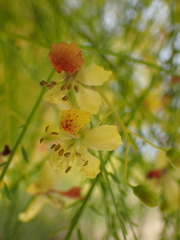Parkinsonia aculeata