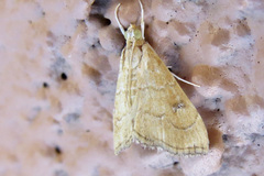 Scybalistodes vermiculalis