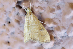 Scybalistodes vermiculalis