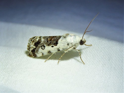 One-spotted Bird-dropping Moth photo 6