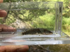 Etheostoma caeruleum
