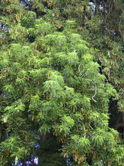 Phytolacca dioica