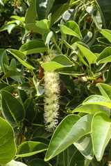 Phytolacca dioica