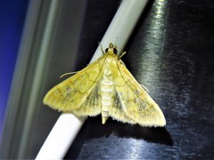 Mimorista subcostalis