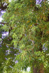 Phytolacca dioica