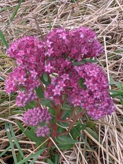 Hylotelephium telephium