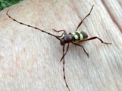 Aethecerinus latecinctus