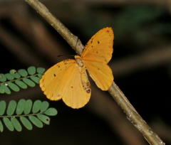 Pentila tropicalis fuscipunctata