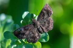 Staphylus hayhurstii