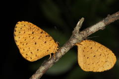 Pentila tropicalis fuscipunctata